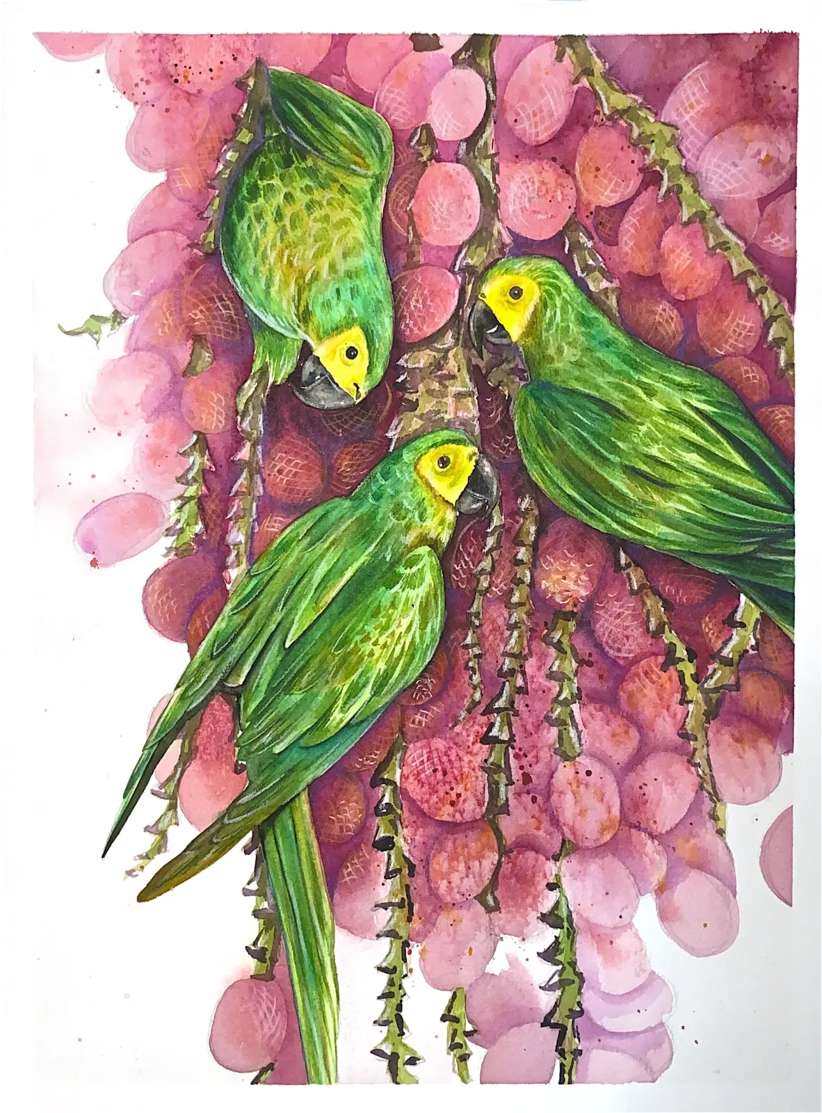 Maracanã-do-buriti